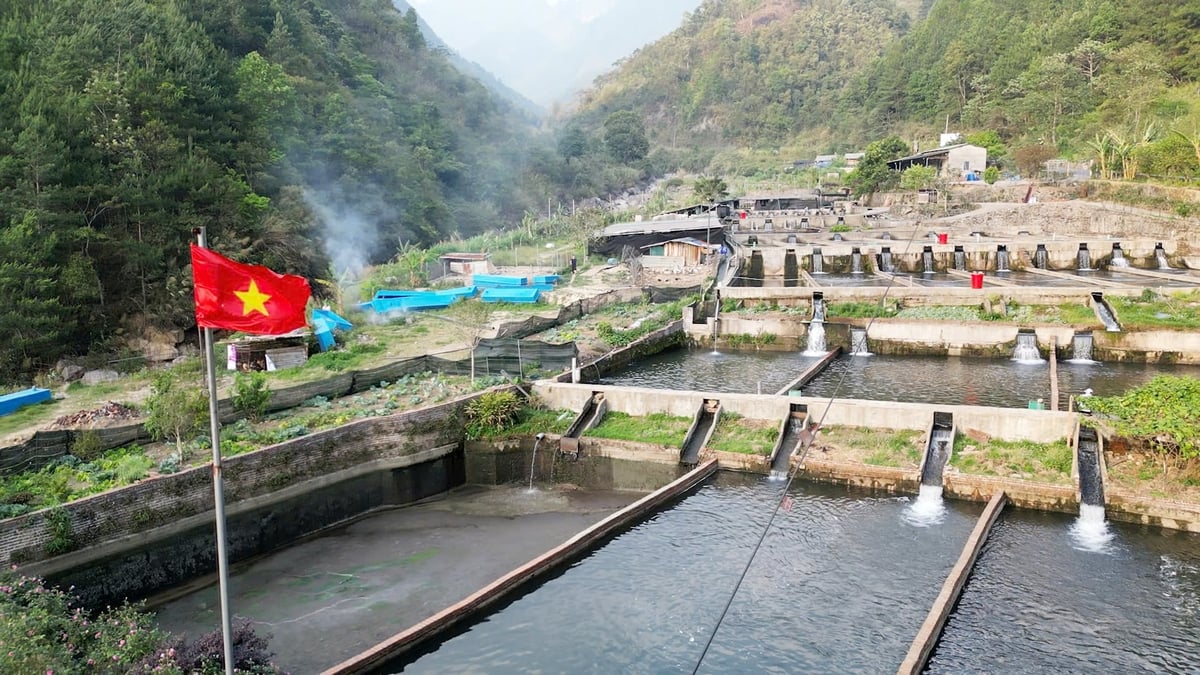 Với tiềm năng phát triển nghề nuôi cá nước lạnh, tỉnh Lai Châu đã đẩy mạnh chuyển giao công nghệ, chủ động giống để phát triển bền vững cá nước lạnh. Ảnh: Văn Thao.