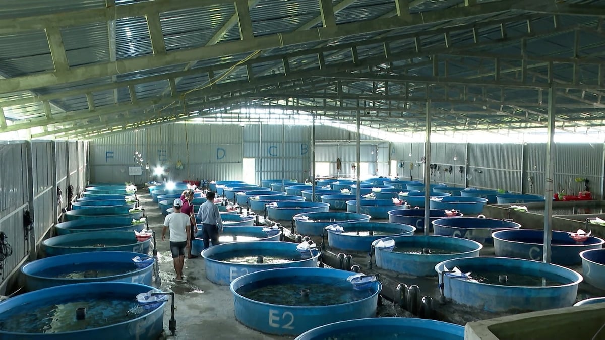 Việt Nam cần mở rộng nuôi cá nước lạnh gắn với kinh tế xanh, hướng tới thị trường cao cấp trong và ngoài nước. Ảnh: Văn Thao.