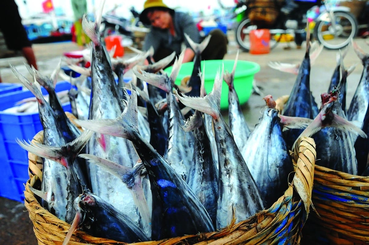 Hiện nay, vùng biển Việt Nam đã xác định có trên 2.000 loài thủy sản, trong đó có hơn 100 loài phổ biến phục vụ chế biến, xuất khẩu thuộc các nhóm cá biển, chân đầu, tôm. Ảnh: T.T.D/ Báo Tuổi Trẻ. Hiện nay, vùng biển Việt Nam đã xác định có trên 2.000 loài thủy sản, trong đó có hơn 100 loài phổ biến phục vụ chế biến, xuất khẩu thuộc các nhóm cá biển, chân đầu, tôm. Ảnh: T.T.D/ Báo Tuổi Trẻ.