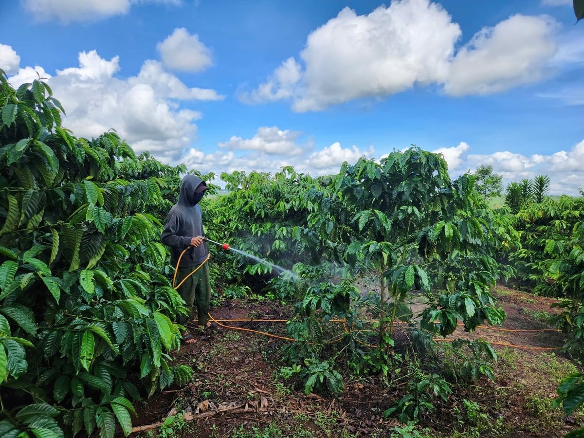 Canh tác cà phê thông minh giúp vườn cây phát triển bền vững. Ảnh: Tuấn Anh. 