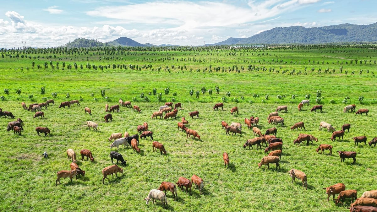 Các doanh nghiệp Việt mở rộng thần tốc quy mô đàn bò. Ảnh: Thaco Agri