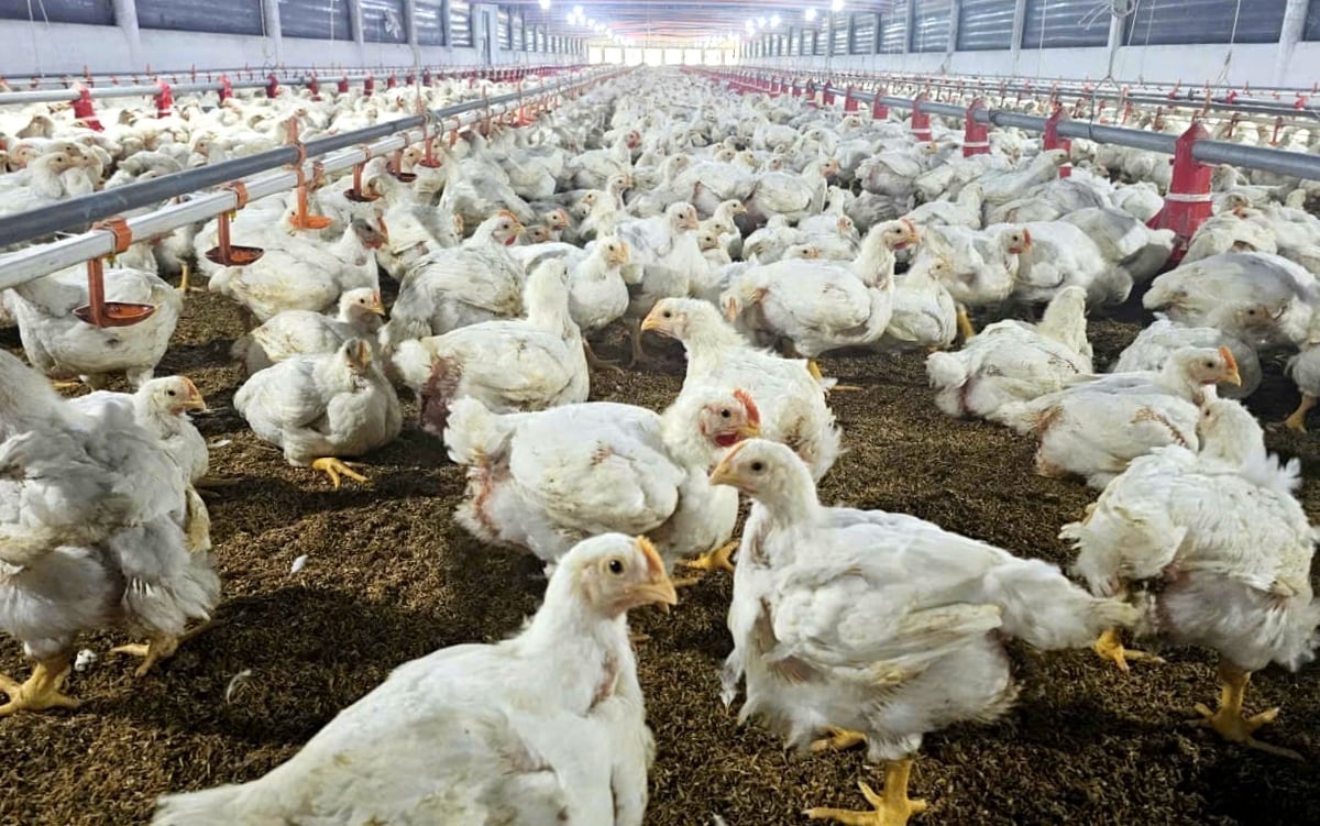 Chăn nuôi gà đảm bảo an toàn sinh học trên địa bàn tỉnh Khánh Hòa. Ảnh: KS.