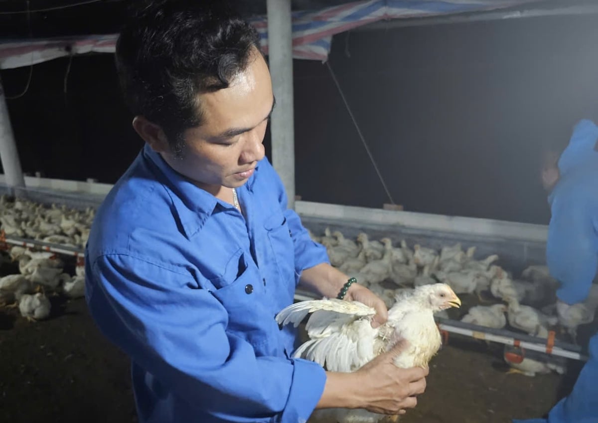 Trong quá trình nuôi, gà được tiêm phòng vaccine đầy đủ để đảm bảo an toàn dịch bệnh. Ảnh: KS.