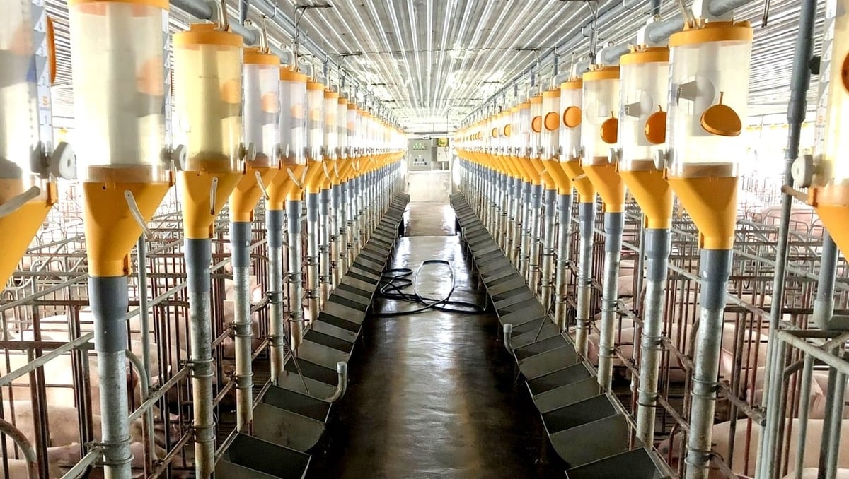 Một cơ sở chăn nuôi heo hiện đại, đảm bảo an toàn dịch bệnh tại tỉnh Khánh Hòa. Ảnh: KS.