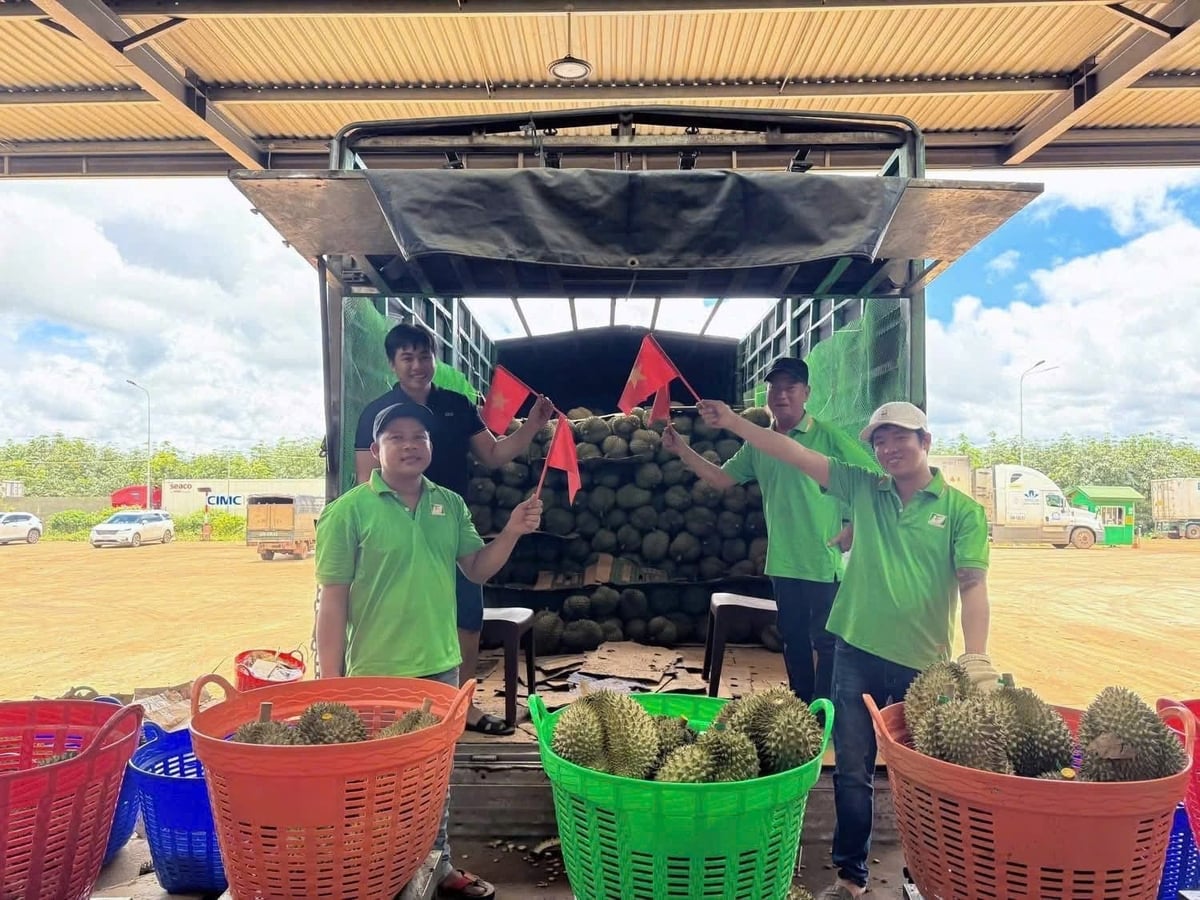 Nông dân cần được hỗ trợ về vốn, kỹ thuật và thông tin thị trường để có thể tự tin tham gia liên kết chuỗi. Ảnh: Tuấn Trần.