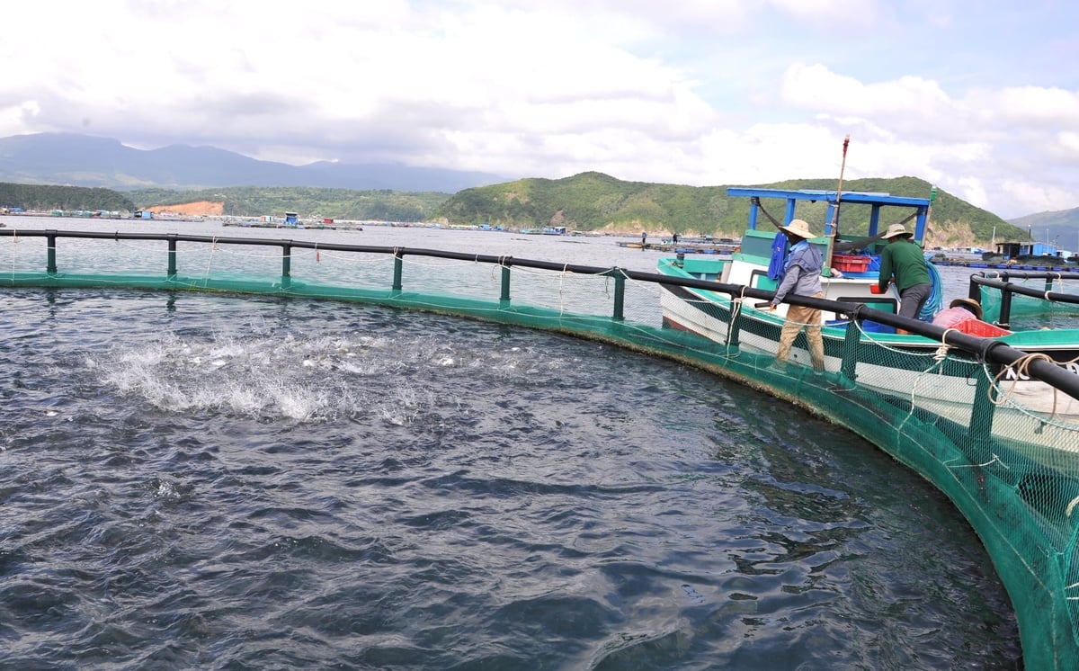 Tỉnh Đắk Lắk khuyến khích phát triển nuôi biển công nghệ cao. Ảnh: KS.