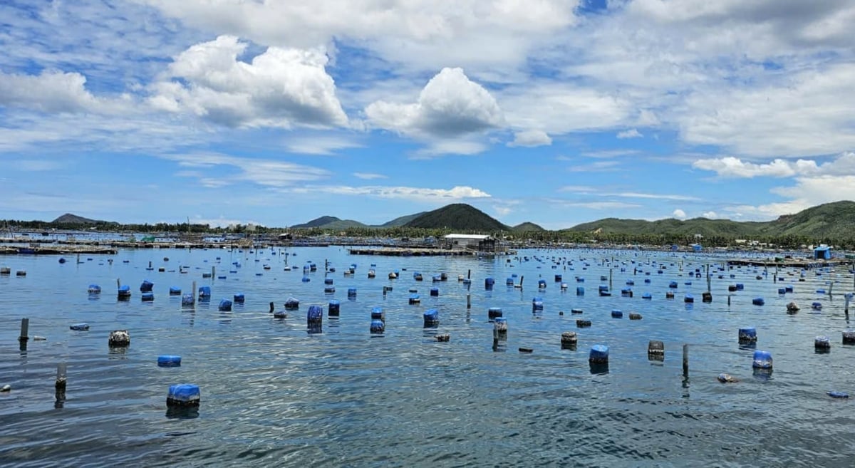 Nuôi trồng thủy sản trên đầm Cù Mông, tỉnh Đắk Lắk. Ảnh: KS.