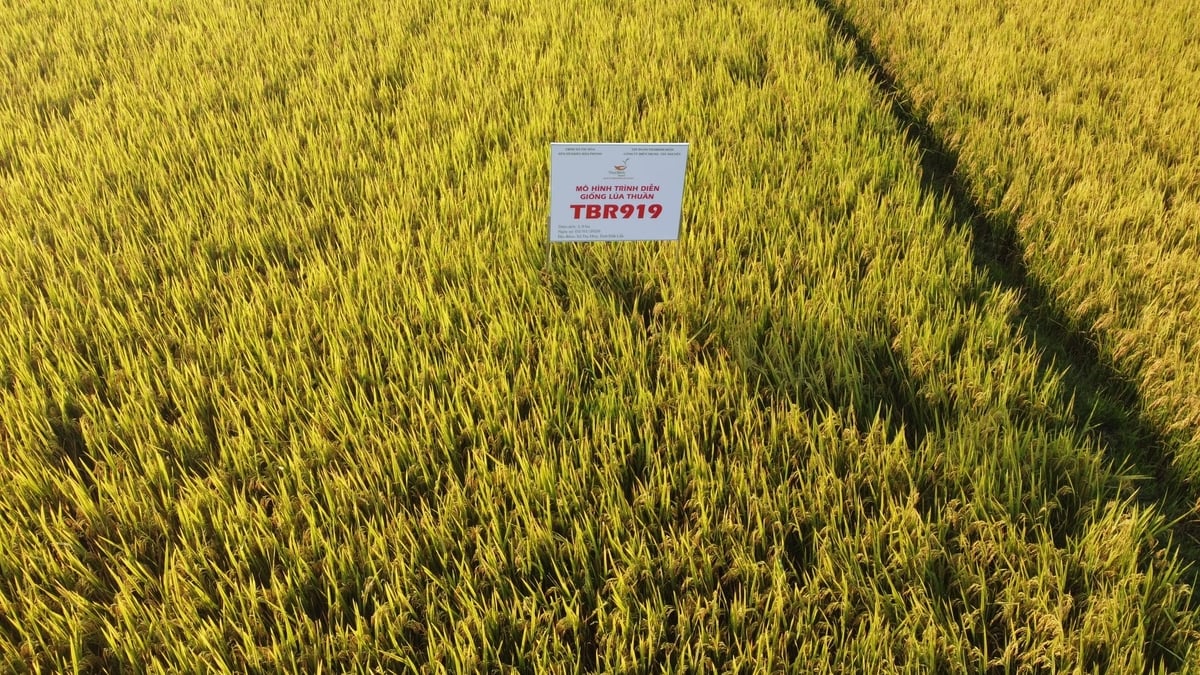 Giống lúa TBR919 có thời gian sinh trưởng ngắn, phù hợp cho cả vụ đông xuân và hè thu. Ảnh: Phương Chi.