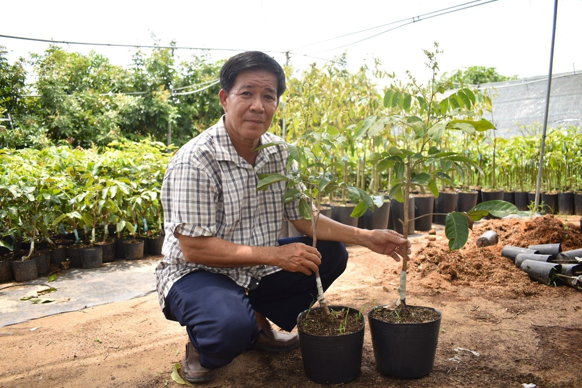 Giống nhãn hạt lép Thanh Sơn. Ảnh: Minh Đảm.