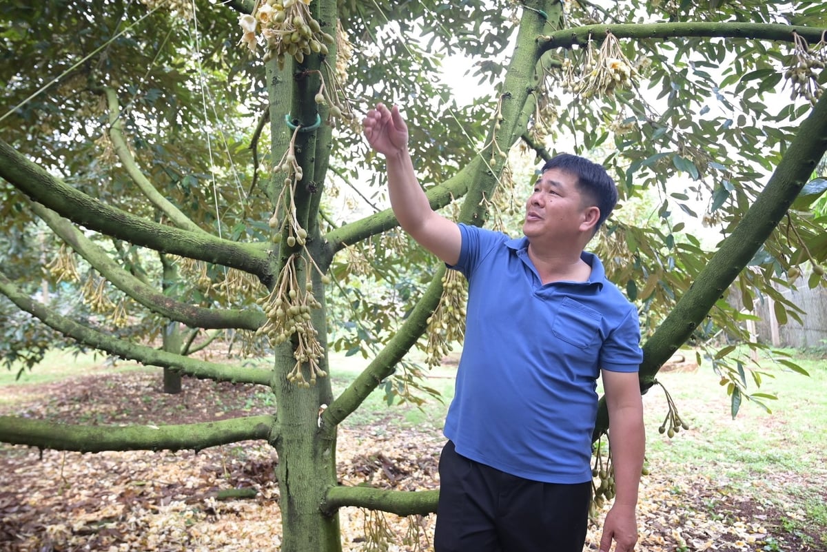 Anh Hoàng Trọng Cường đã chuyển dần sang sử dụng các loại chế phẩm sinh học, vừa giảm thiểu rác thải từ bao vỏ thuốc BVTV, vừa đảm bảo các yêu cầu ngày càng cao của thị trường xuất khẩu. Ảnh: Phạm Hoài. Anh Hoàng Trọng Cường đã chuyển dần sang sử dụng các loại chế phẩm sinh học, vừa giảm thiểu rác thải từ bao vỏ thuốc BVTV, vừa đảm bảo các yêu cầu ngày càng cao của thị trường xuất khẩu. Ảnh: Phạm Hoài.
