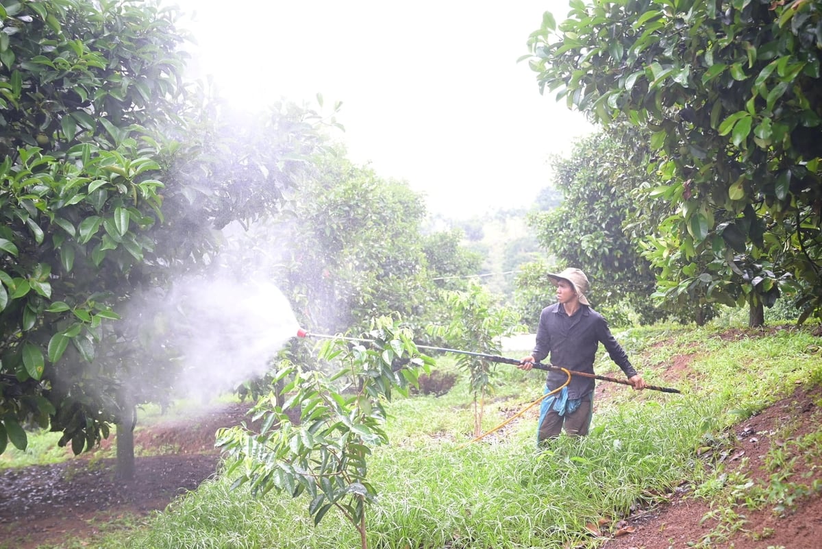 Vườn măng cụt của ông Trần Quang Đông ở phường Đông Gia Nghĩa, tỉnh Lâm Đồng hoàn toàn sử dụng các loại phân và chế phẩm sinh học để phun xịt xua đuổi sâu bọ. Ảnh: Phạm Hoài. Vườn măng cụt của ông Trần Quang Đông ở phường Đông Gia Nghĩa, tỉnh Lâm Đồng hoàn toàn sử dụng các loại phân và chế phẩm sinh học để phun xịt xua đuổi sâu bọ. Ảnh: Phạm Hoài.