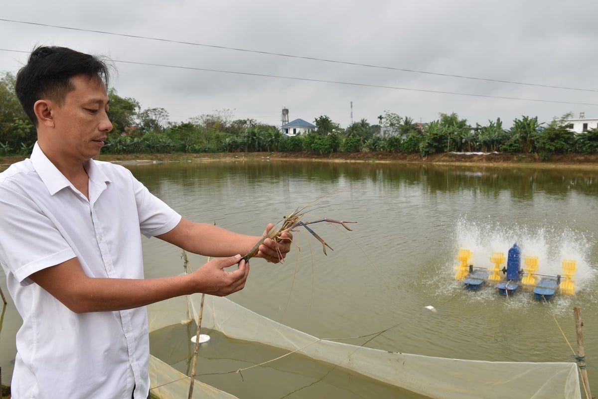 Anh Lê Như Quỳnh kiểm tra tôm nuôi qua đông. Ảnh: Dương Đình Tường.