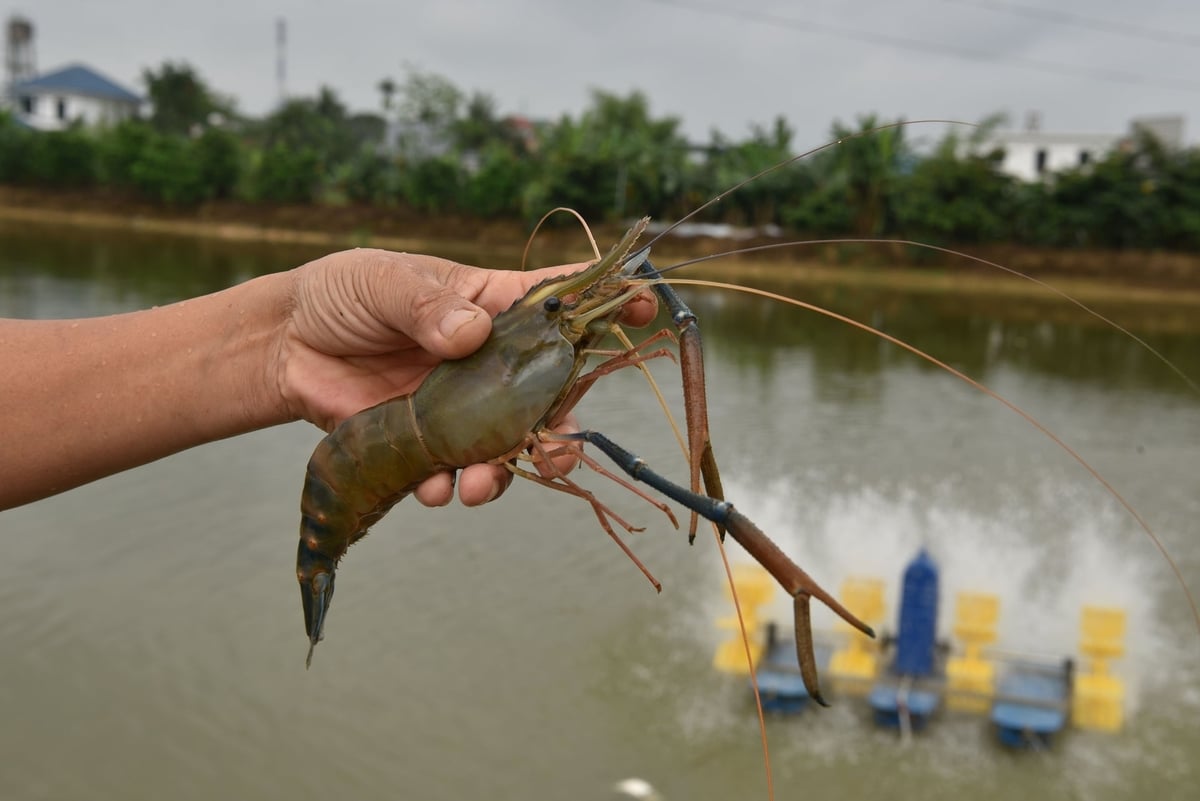 Cận cảnh tôm càng xanh nuôi qua đông. Ảnh: Dương Đình Tường. 