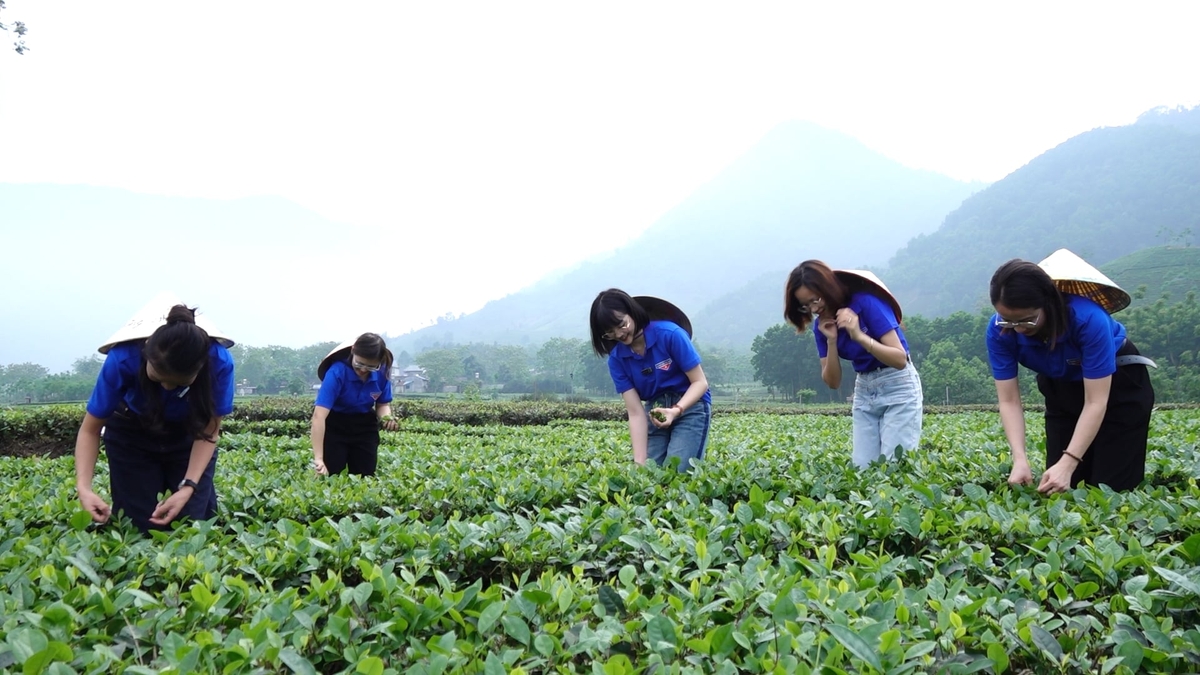 Đoàn viên thanh niên trải nghiệm tại HTX Mây Sườn Đông. Ảnh: Quang Linh. Đoàn viên thanh niên trải nghiệm tại HTX Mây Sườn Đông. Ảnh: Quang Linh.
