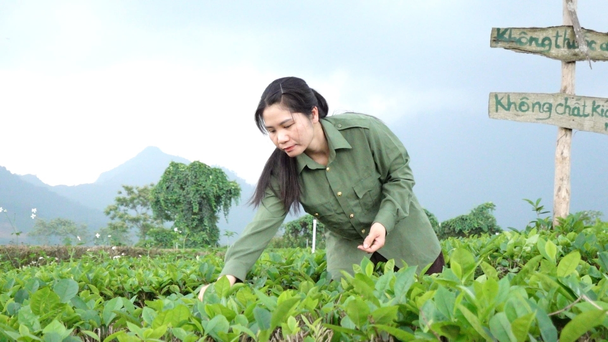 Chị Bùi Thị Mai luôn khát vọng về sản phẩm nông nghiệp xanh, bền vững. Ảnh: Quang Linh. Chị Bùi Thị Mai luôn khát vọng về sản phẩm nông nghiệp xanh, bền vững. Ảnh: Quang Linh.