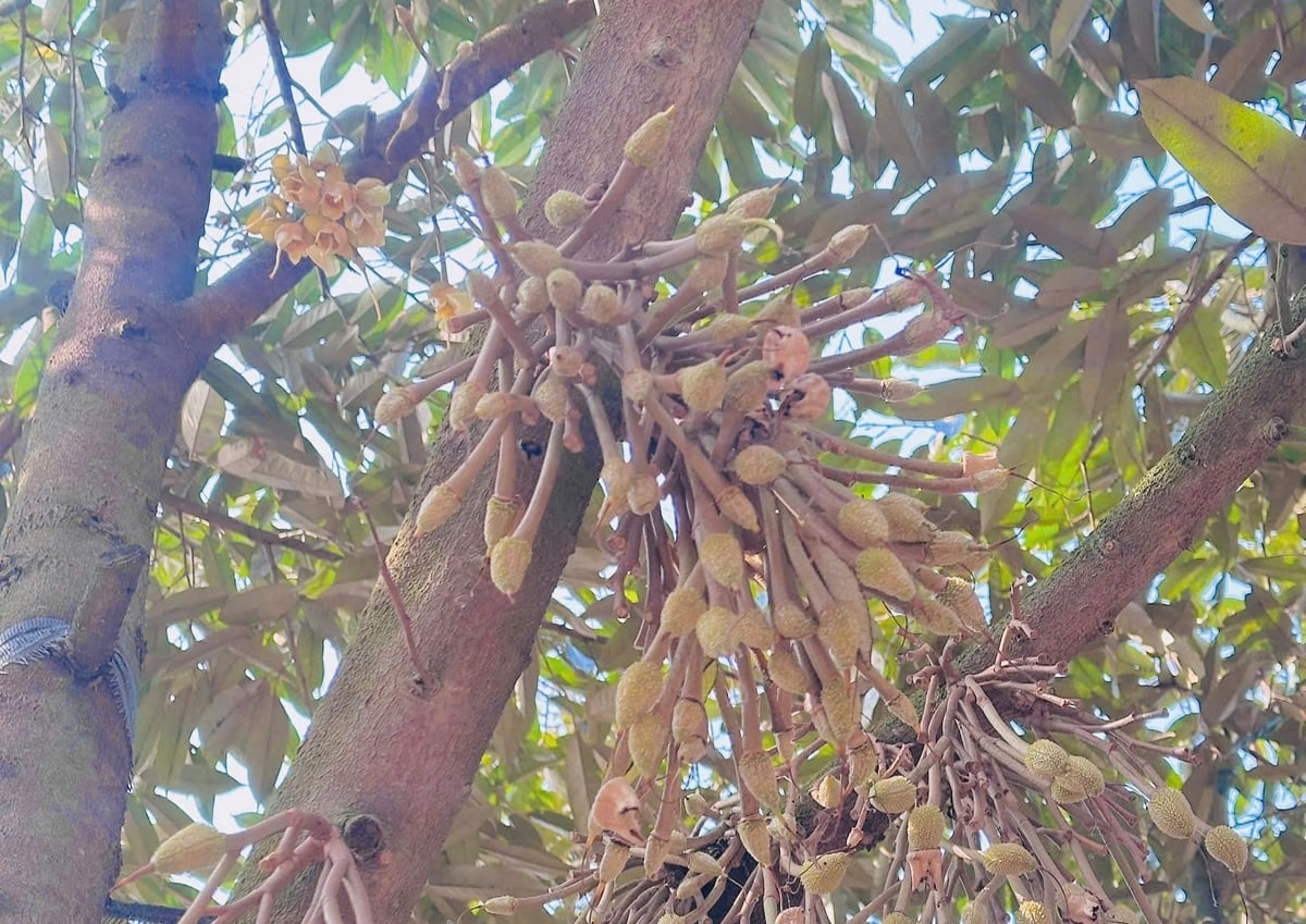 Cần chú ý bệnh xì mủ do nấm Phytophthora và bệnh thán thư gây hại trên hoa, quả non trên cây sầu riêng. Ảnh: TL.