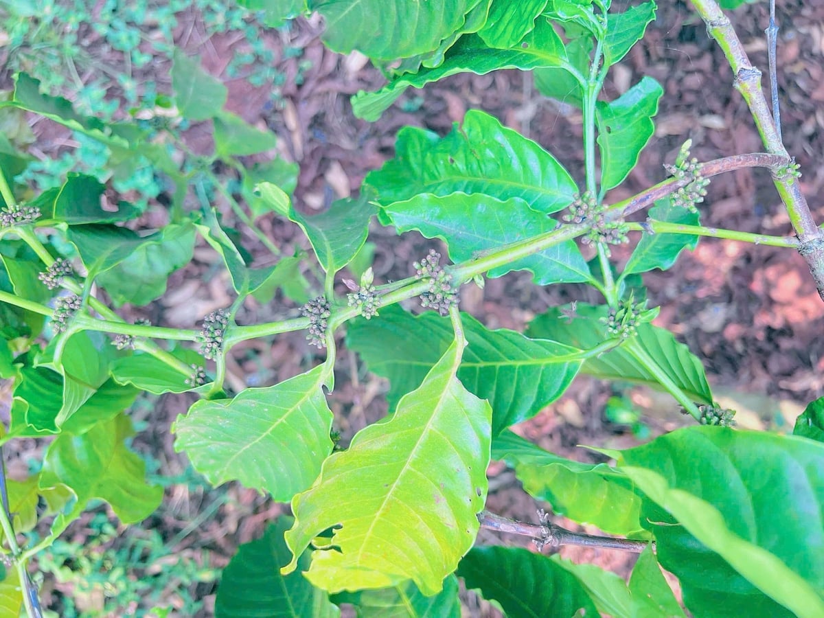 Rệp sáp có nguy cơ phát sinh mạnh trong điều kiện nóng ẩm, gây hại trên chùm quả non cà phê. Ảnh: TL.