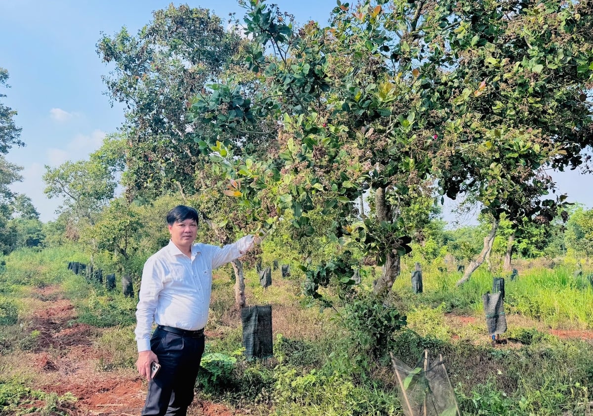 Trung tâm Trồng trọt và Bảo vệ thực vật miền Trung đề nghị các địa phương tăng cường theo dõi bệnh thán thư trên quả cây điều. Ảnh: TL.