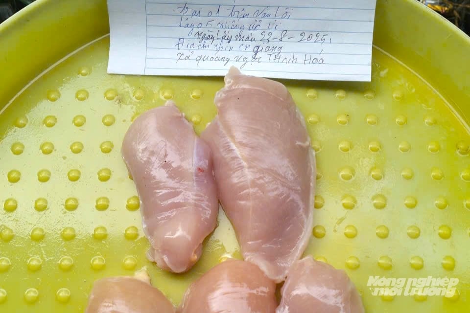 Chăn nuôi an toàn sinh học giúp ông Lợi đáp ứng được các yêu cầu kiểm tra chất lượng kỹ càng của doanh nghiệp trước khi thu mua. Ảnh: NVCC.