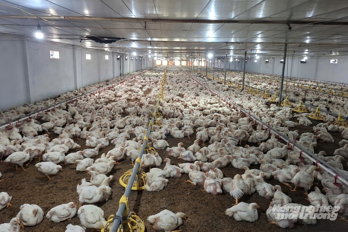 Sử dụng đệm lót sinh học giúp chuồng nuôi giảm mùi hôi và bụi bẩn, nhờ đó đàn gà ít bị bệnh, phát triển nhanh. Ảnh: Trung Quân.