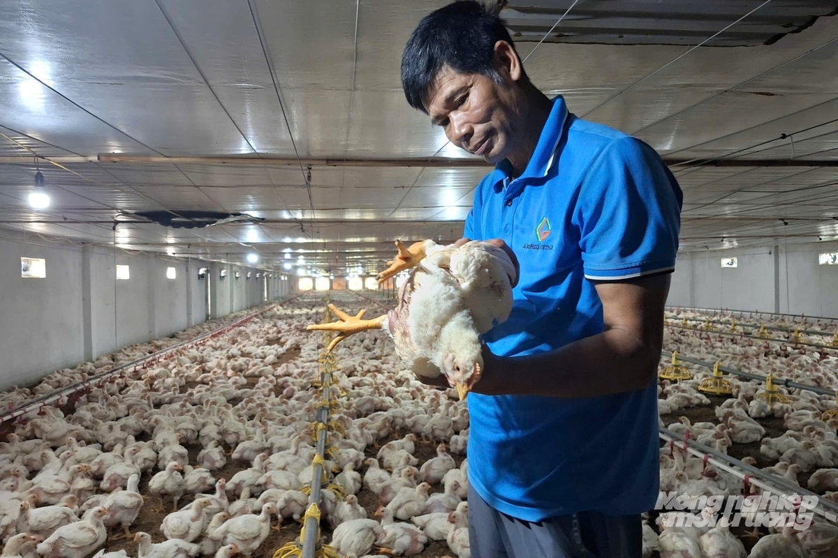 Theo ông Trần Văn Lợi, nuôi gà an toàn sinh học mang lại nhiều lợi ích. Ảnh: Trung Quân.