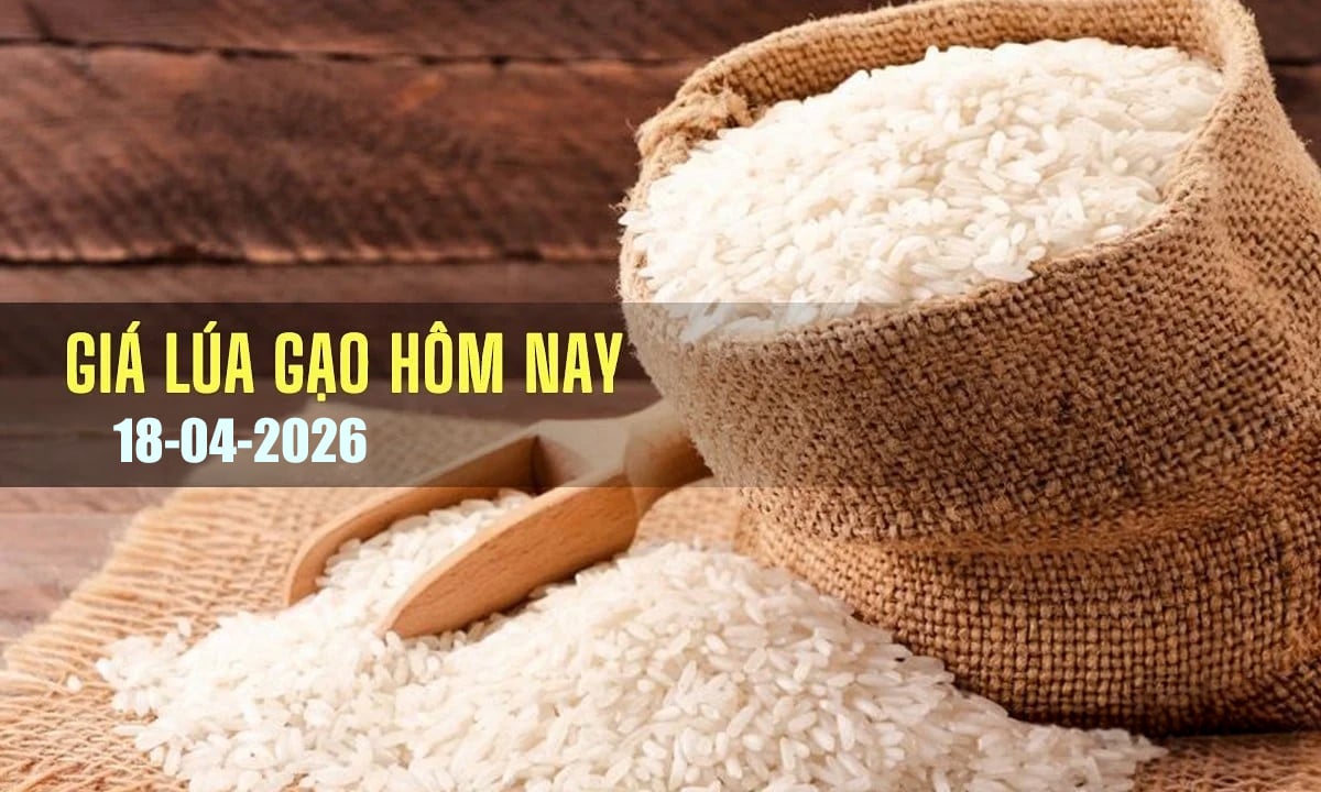 Giá lúa gạo hôm nay 18/4/2026: Giá gạo xuất khẩu tăng mạnh