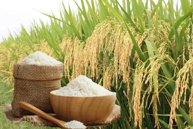 Giá lúa gạo hôm nay 2/4/2026: Giá lúa tươi tăng nhẹ Giá lúa gạo hôm nay 2/4/2026: Giá lúa tươi tăng nhẹ