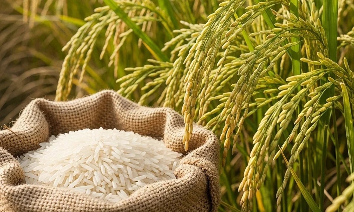 Giá lúa gạo hôm nay 20/4/2026: Duy trì ổn định