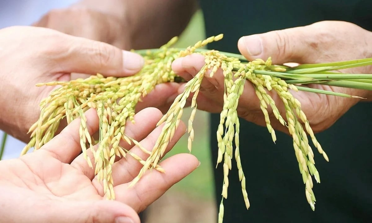 Giá lúa gạo hôm nay 23/4/2026: Giá gạo tăng nhẹ