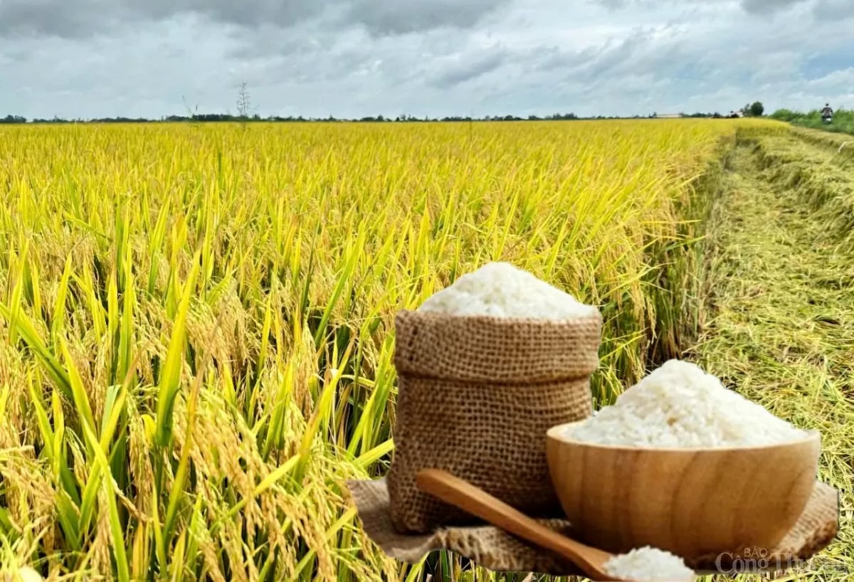 Giá lúa gạo hôm nay 9/4/2026: Giá lúa tăng, giá gạo ổn định