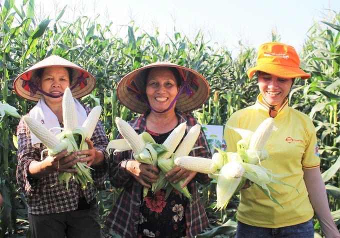 Các đơn vị của VSTA tham gia tích cực và hiệu quả với việc chọn tạo, nhập nội, đề nghị công nhận lưu hành các giống ngô nếp, ngô đường có năng suất, chất lượng. Ảnh: Trung Quân.