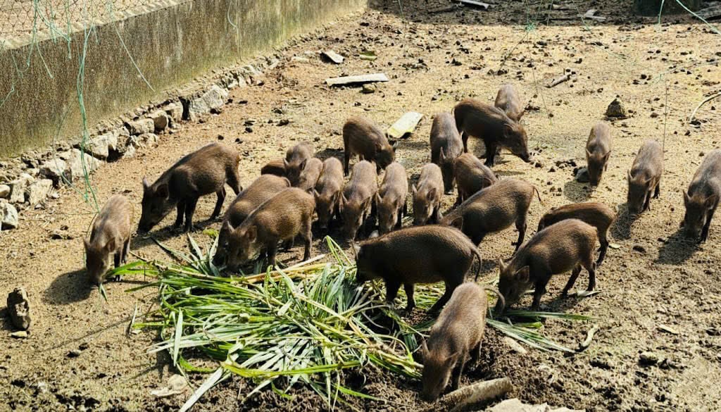 Đàn lợn rừng của anh Nguyễn Đình Sao phát triển tốt. Ảnh: Ánh Nguyệt.