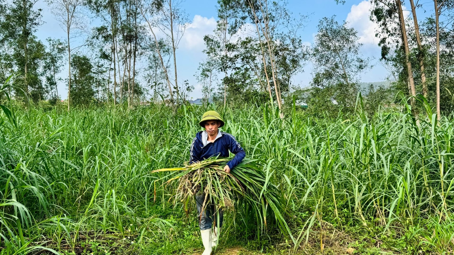 Anh Sao trồng cỏ voi, chuối, rau xanh và tận dụng phụ phẩm nông nghiệp làm thức ăn cho vật nuôi. Ảnh: Ánh Nguyệt.