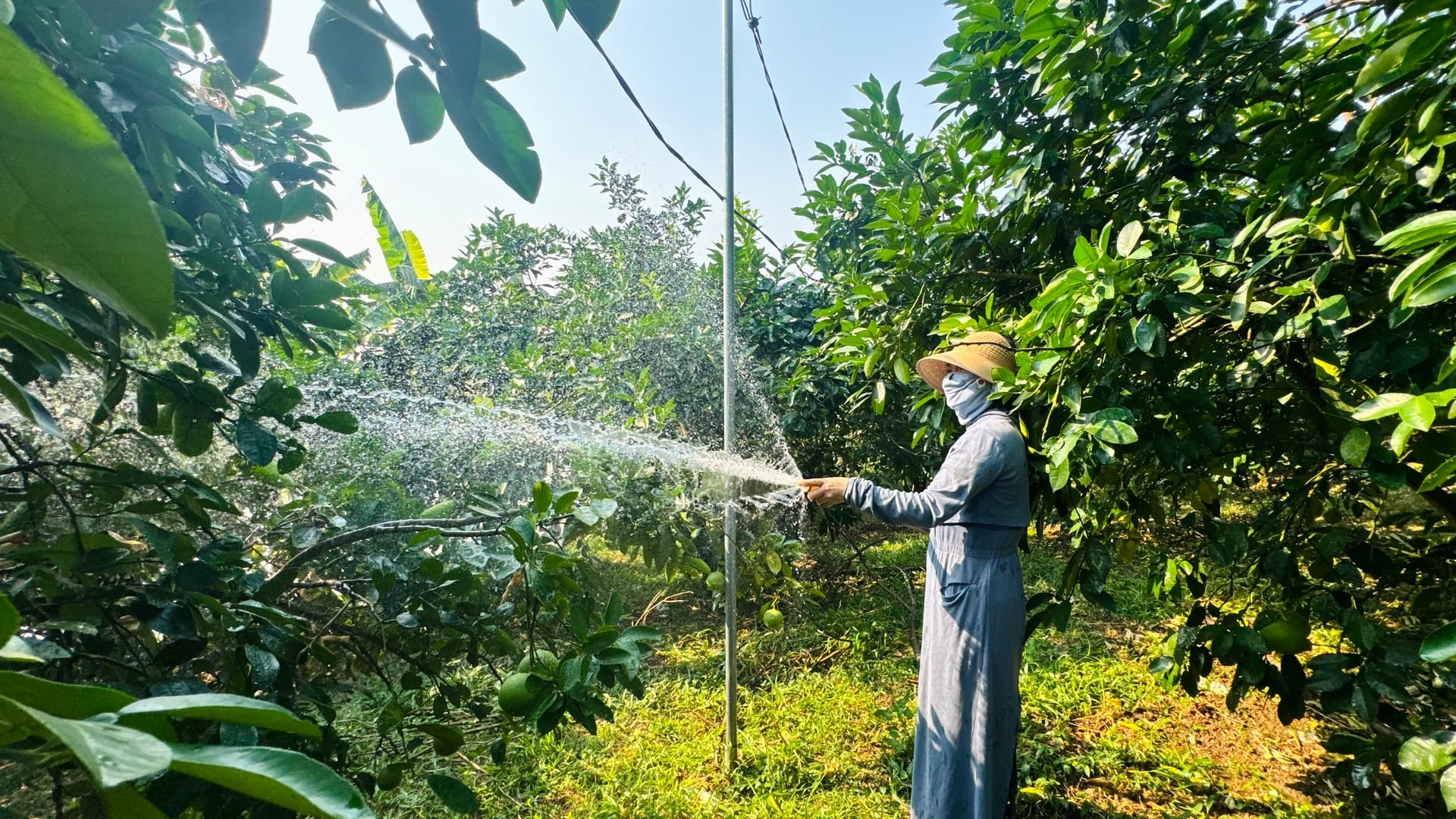 Trong thời tiết nắng nóng kéo dài, việc đảm bảo nguồn nước tưới cho bưởi là rất quan trọng. Ảnh: Ánh Nguyệt.