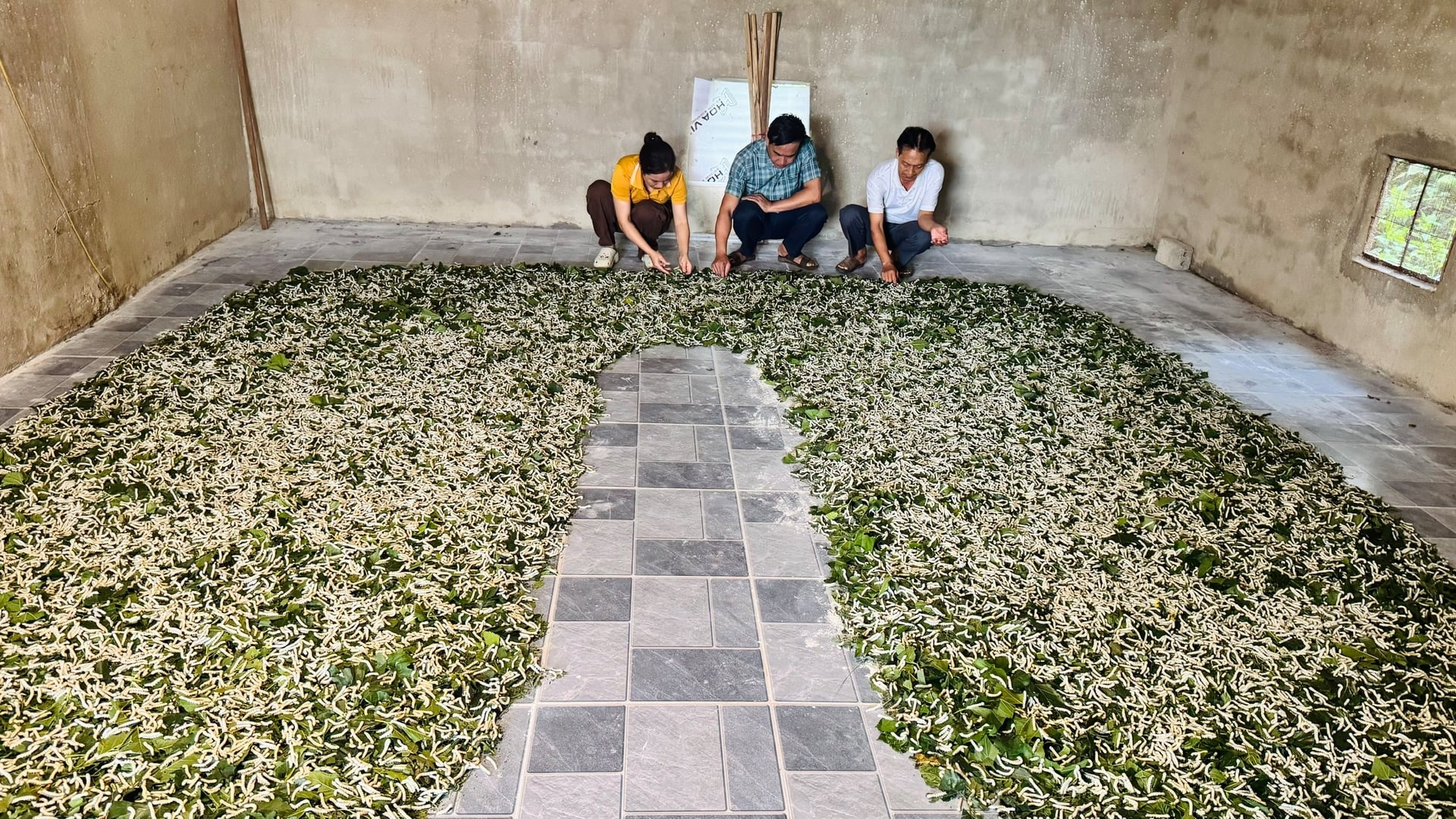 Từ hiệu quả bước đầu, anh Chính tích cực chuyển giao kỹ thuật, hỗ trợ giống và bao tiêu sản phẩm cho người dân trong thôn. Ảnh: Ánh Nguyệt. Từ hiệu quả bước đầu, anh Chính tích cực chuyển giao kỹ thuật, hỗ trợ giống và bao tiêu sản phẩm cho người dân trong thôn. Ảnh: Ánh Nguyệt.