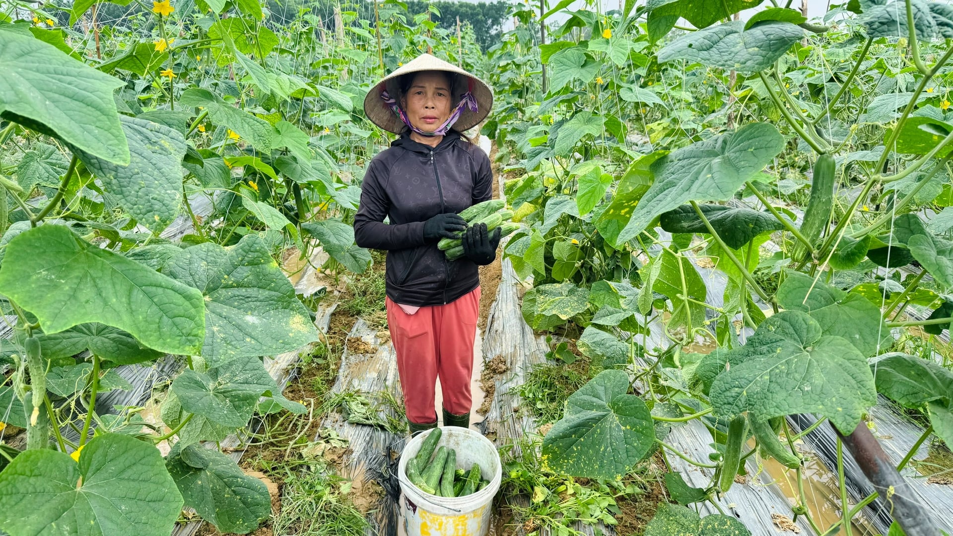 Sau khoảng 45 ngày xuống giống, dưa bắt đầu cho thu hoạch với năng suất ước đạt 60 tấn/ha. Ảnh: Ánh Nguyệt.
