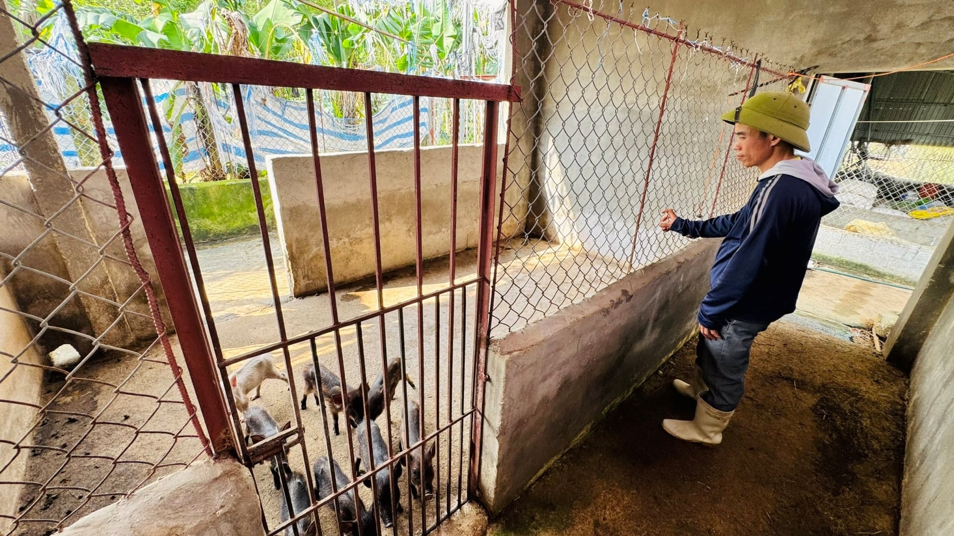 Mô hình nuôi lợn rừng giúp anh Sao có thu nhập hàng trăm triệu mỗi năm. Ảnh: Ánh Nguyệt.