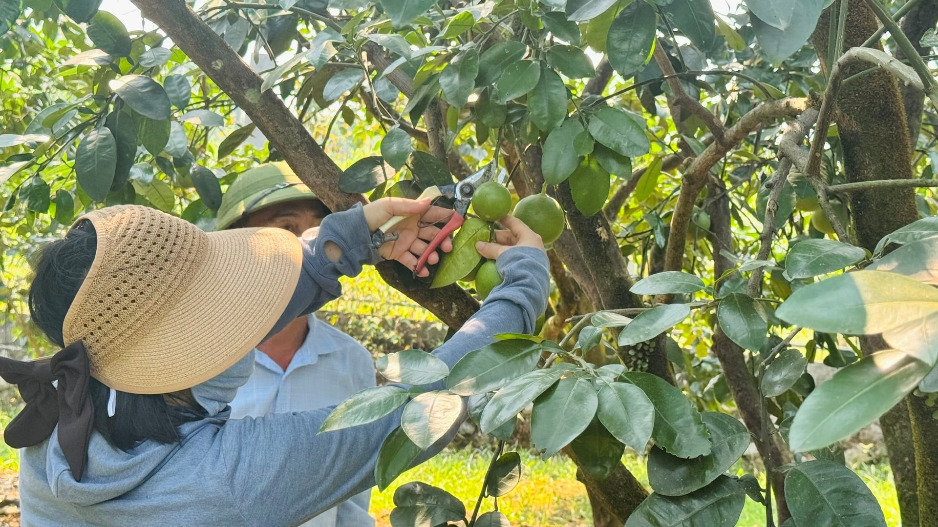 Bưởi Phúc Trạch đang giai đoạn nuôi quả, cần chăm sóc kỹ trong cao điểm nắng nóng. Ảnh: Ánh Nguyệt.