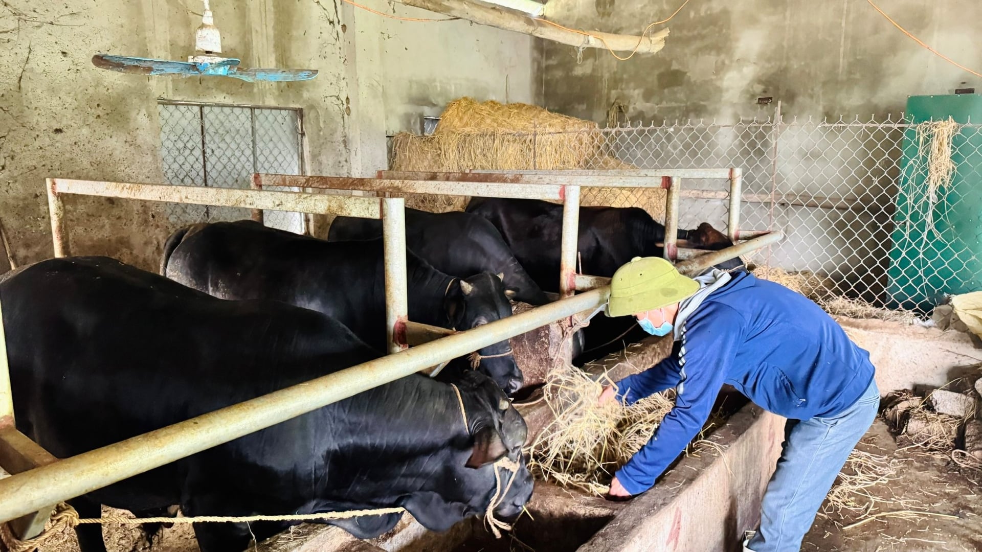 Ngoài nuôi lượn rừng, anh Sao còn kết hợp chăn nuôi gà và bò nhốt chuồng góp phần nâng cao thu nhập. Ảnh: Ánh Nguyệt.