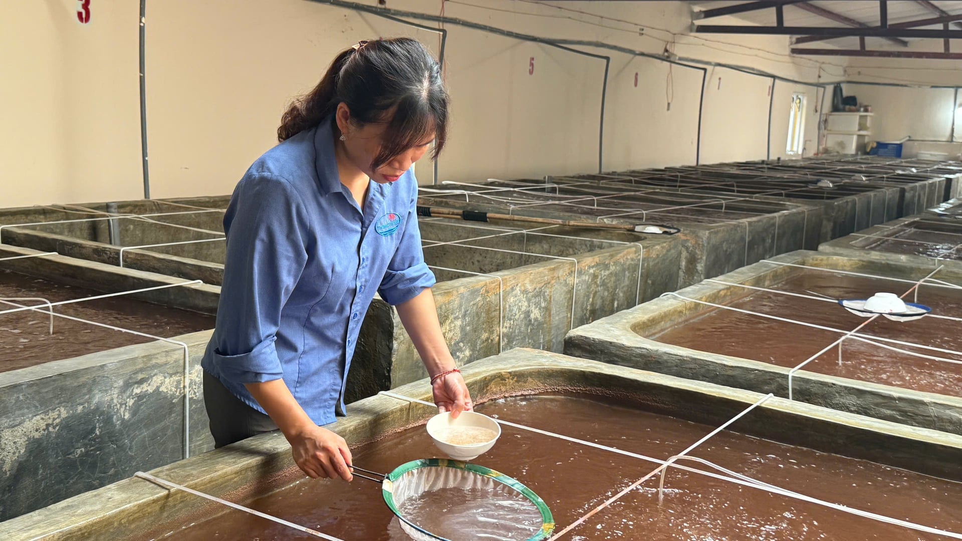 Nhân viên kỹ thuật Công ty cổ phẩn Thủy sản Thông Thuận Hà Tĩnh kiểm tra chất lượng tôm giống trước khi cung cấp cho người nuôi. Ảnh: Ánh Nguyệt.