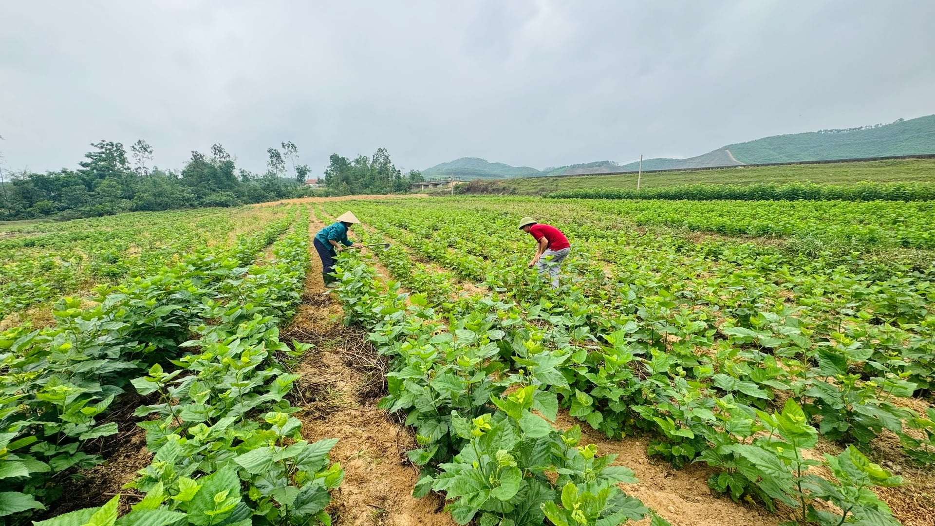 Nhiều hộ dân xã Đức Thịnh mở rộng diện tích trồng dâu, đầu tư thêm hệ thống nhà nuôi tằm. Ảnh: Ánh Nguyệt. Nhiều hộ dân xã Đức Thịnh mở rộng diện tích trồng dâu, đầu tư thêm hệ thống nhà nuôi tằm. Ảnh: Ánh Nguyệt.