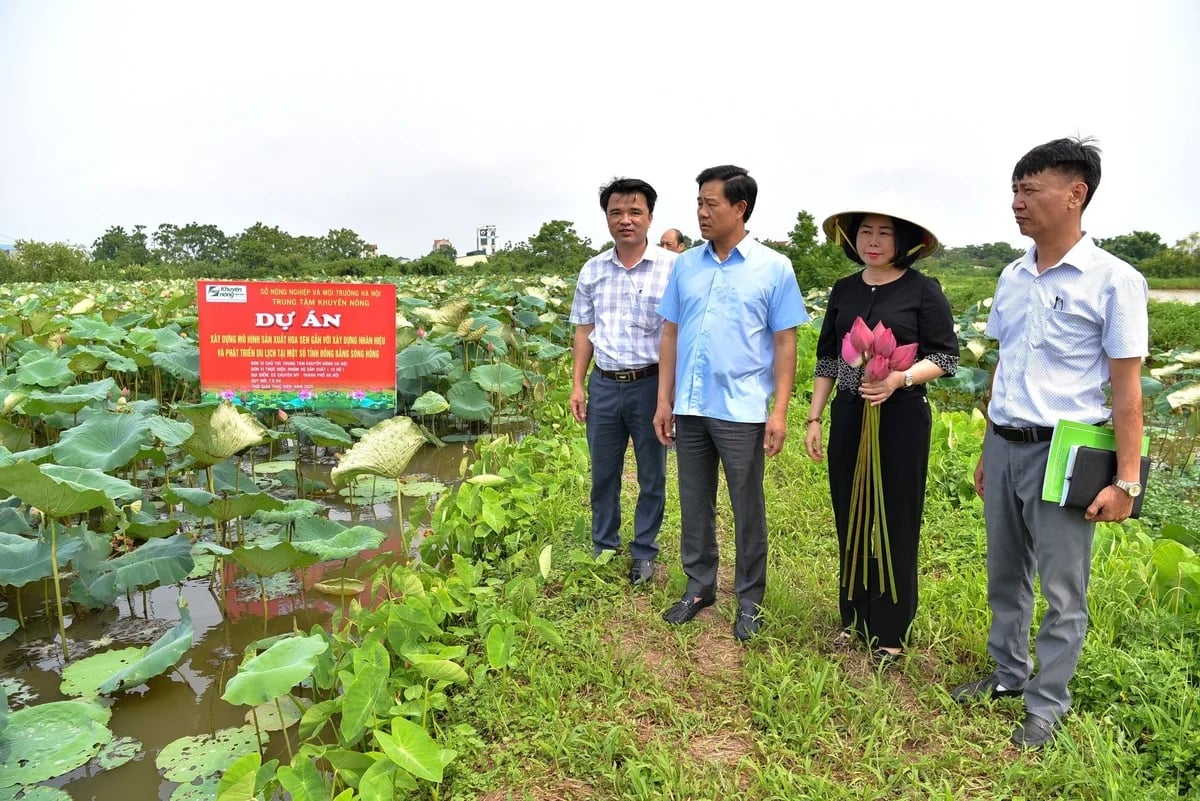 Lãnh đạo Sở Nông nghiệp và Môi trường và Trung tâm Khuyến nông Hà Nội kiểm tra mô hình sen tại xã Chuyên Mỹ. Ảnh: Đình Tường.
