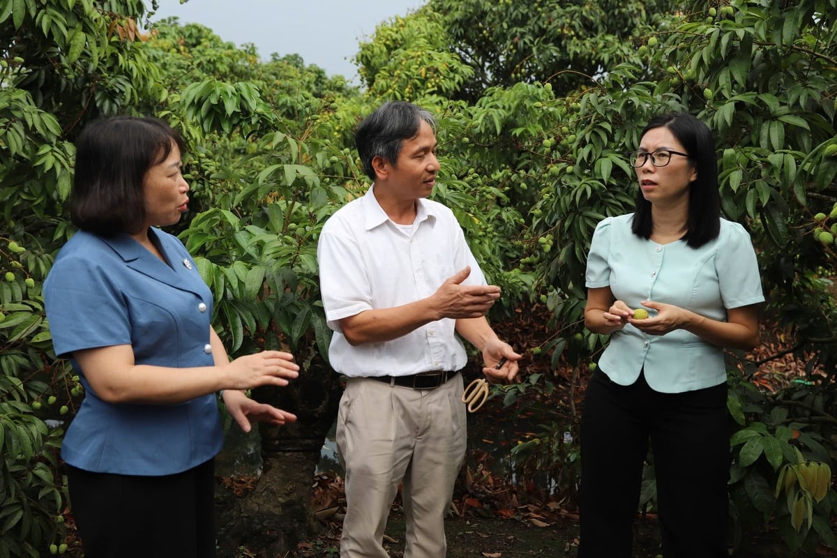 Bà Nguyễn Thị Thu Hương - Phó Cục trưởng Cục Trồng trọt và Bảo vệ thực vật (bên phải ảnh) và bà Lương Thị Kiểm - Phó Giám đốc Sở Nông nghiệp và Môi trường Hải Phòng kiểm tra thực tế tình hình sản xuất tại vườn vải phục vụ xuất khẩu ở xã Thanh Hà. Ảnh: Hoàng Phong. Bà Nguyễn Thị Thu Hương - Phó Cục trưởng Cục Trồng trọt và Bảo vệ thực vật (bên phải ảnh) và bà Lương Thị Kiểm - Phó Giám đốc Sở Nông nghiệp và Môi trường Hải Phòng kiểm tra thực tế tình hình sản xuất tại vườn vải phục vụ xuất khẩu ở xã Thanh Hà. Ảnh: Hoàng Phong.