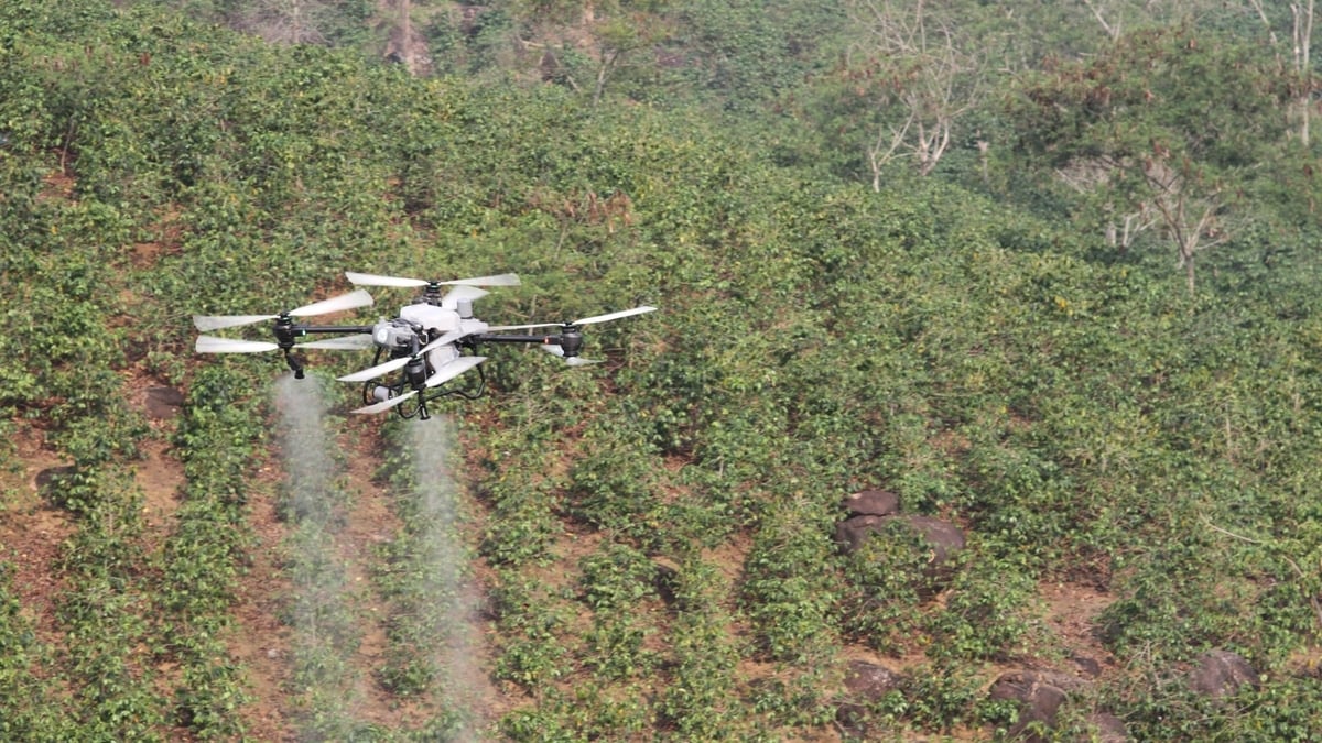 Drone trình diễn phun phân bón trên diện tích cà phê tại khu vực hồ Ảng Cang, bản Mánh Đanh, xã Mường Ảng. Ảnh: An Nhiên.