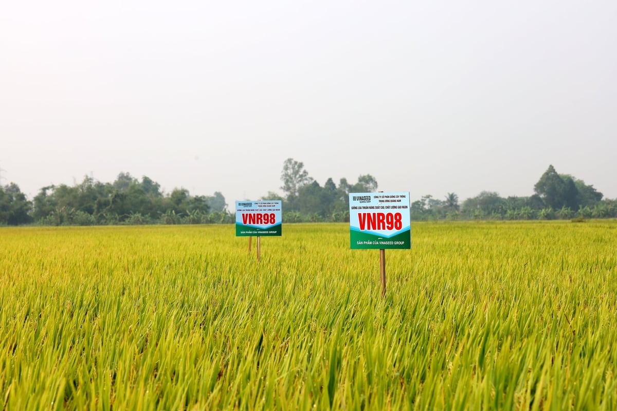 Mô hình trồng VNR98 trên đồng ruộng Đà Nẵng cho thấy hiệu quả vượt trội so với các giống lúa khác. Ảnh: L.A.
