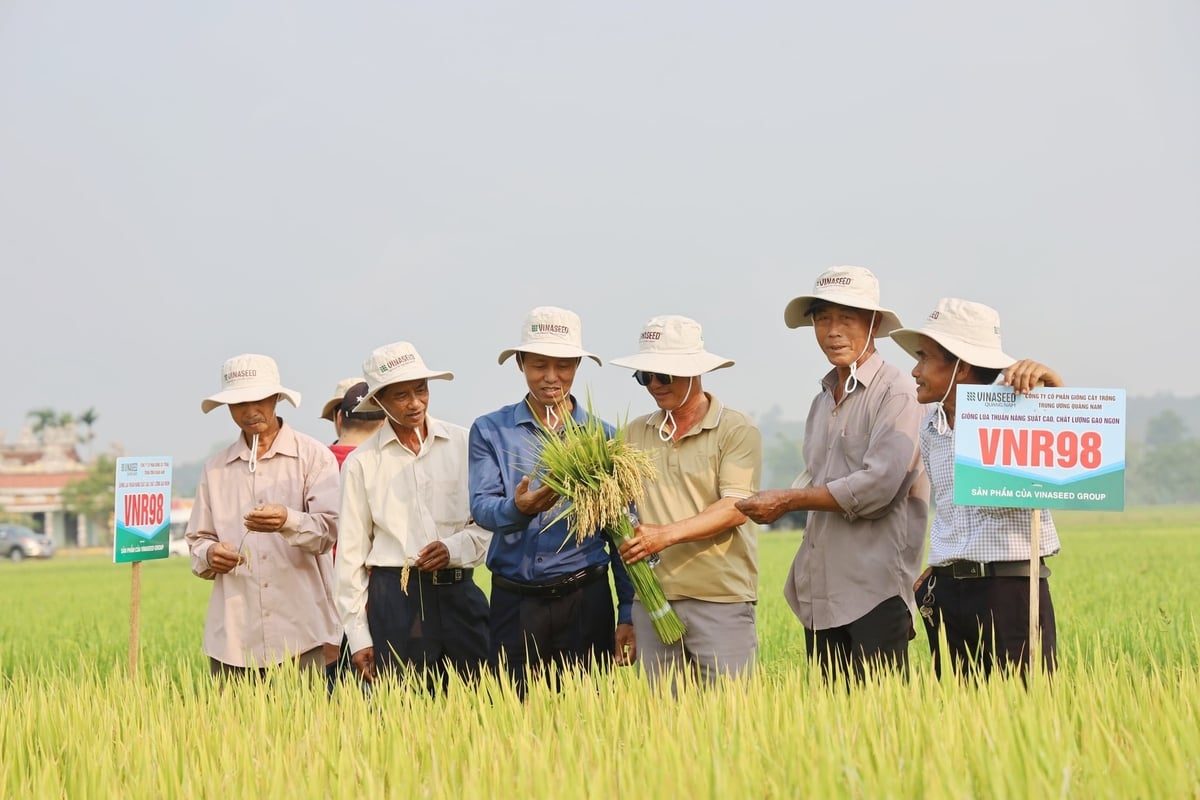Nông dân phấn khởi khi giống lúa VNR98 ít sâu bệnh, bông đều, hứa hẹn năng suất cao. Ảnh: L.A.