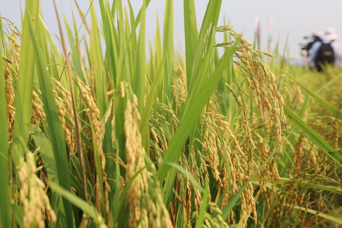 Bông lúa VNR98 dài, hạt xếp dày, tỷ lệ chắc cao, tạo tiền đề cho năng suất vượt trội. Ảnh: L.A.