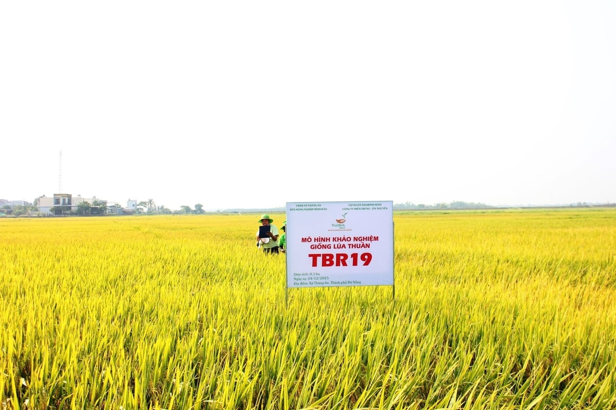 Mô hình sản xuất giống lúa TBR19 tại HTX Bình Đào (Thăng An, Đà Nẵng). Ảnh: L.A.