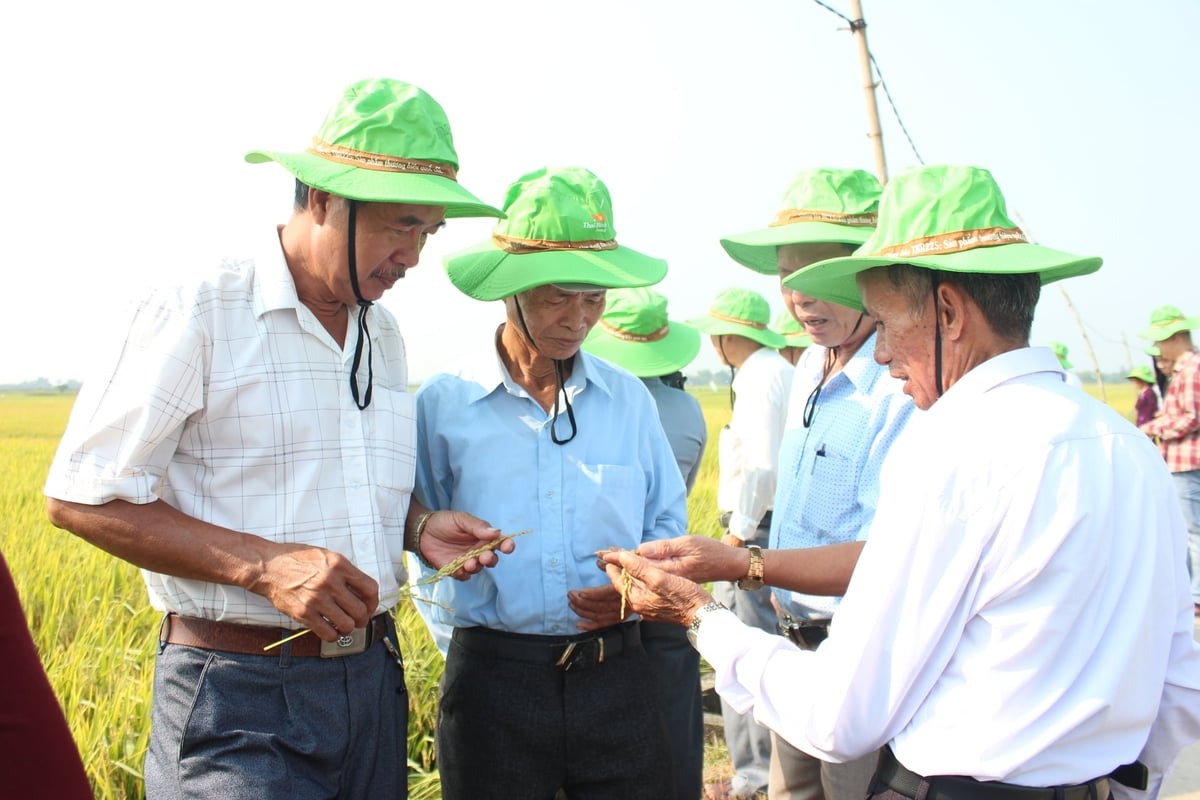Nông dân xã Thăng An đánh giá cao giống lúa TBR19 vì ít sâu bệnh, năng suất cao, giảm chi phí sản xuất. Ảnh: L.A.