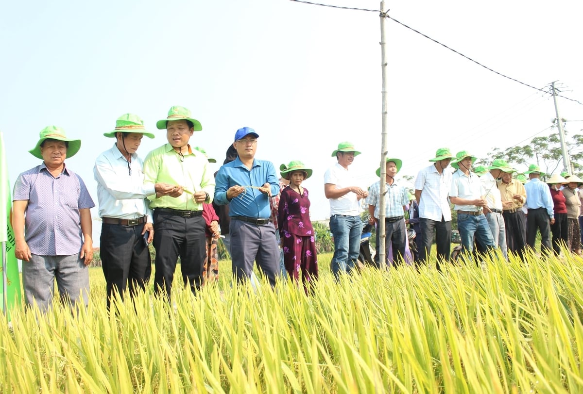 Ruộng lúa TBR19 tại xã Thăng An sinh trưởng đồng đều, bông to, hạt chắc, chuẩn bị thu hoạch. Ảnh: L.A.